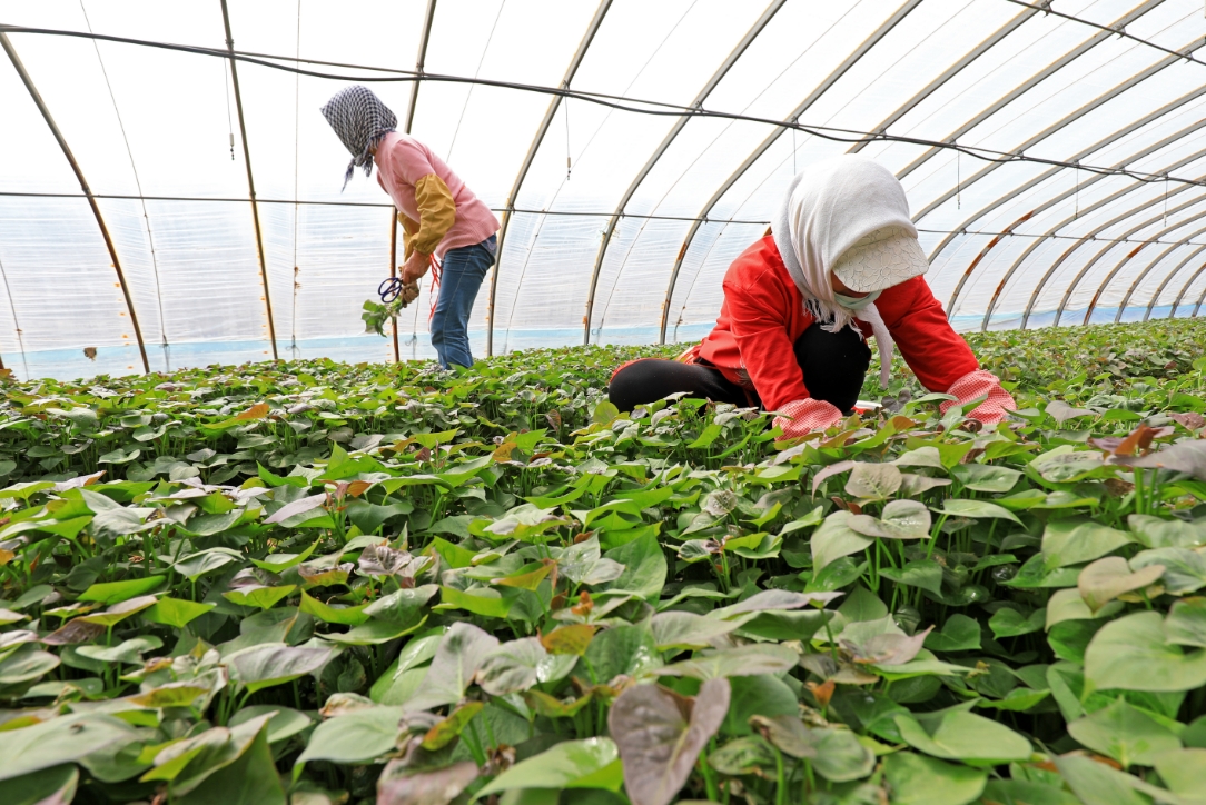 さつまいも栽培業