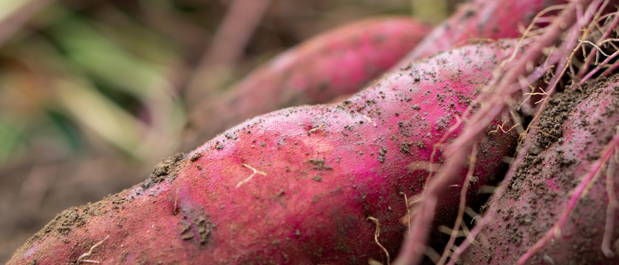 昼夜の寒暖差が生む自然の甘み
